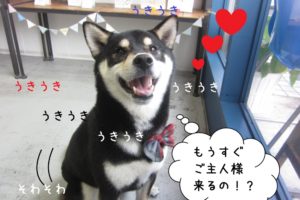そわそわ柴犬