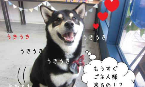 そわそわ柴犬