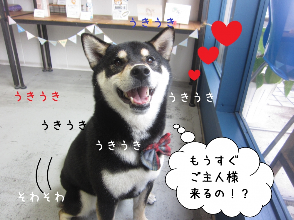 そわそわ柴犬