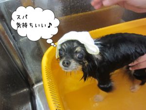 スパ中チワワ