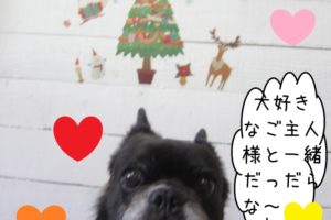 クリスマスおすましミックス