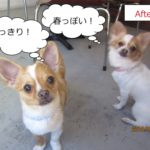 チワワ二人