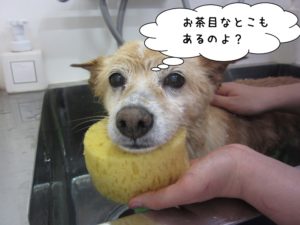 スパ中ミックス