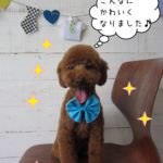 舌出しトイプードル