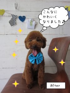 舌出しトイプードル