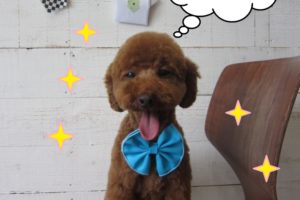 舌出しトイプードル