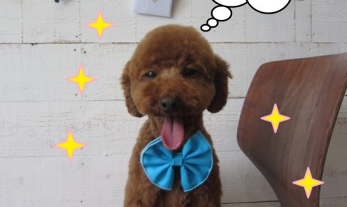 舌出しトイプードル