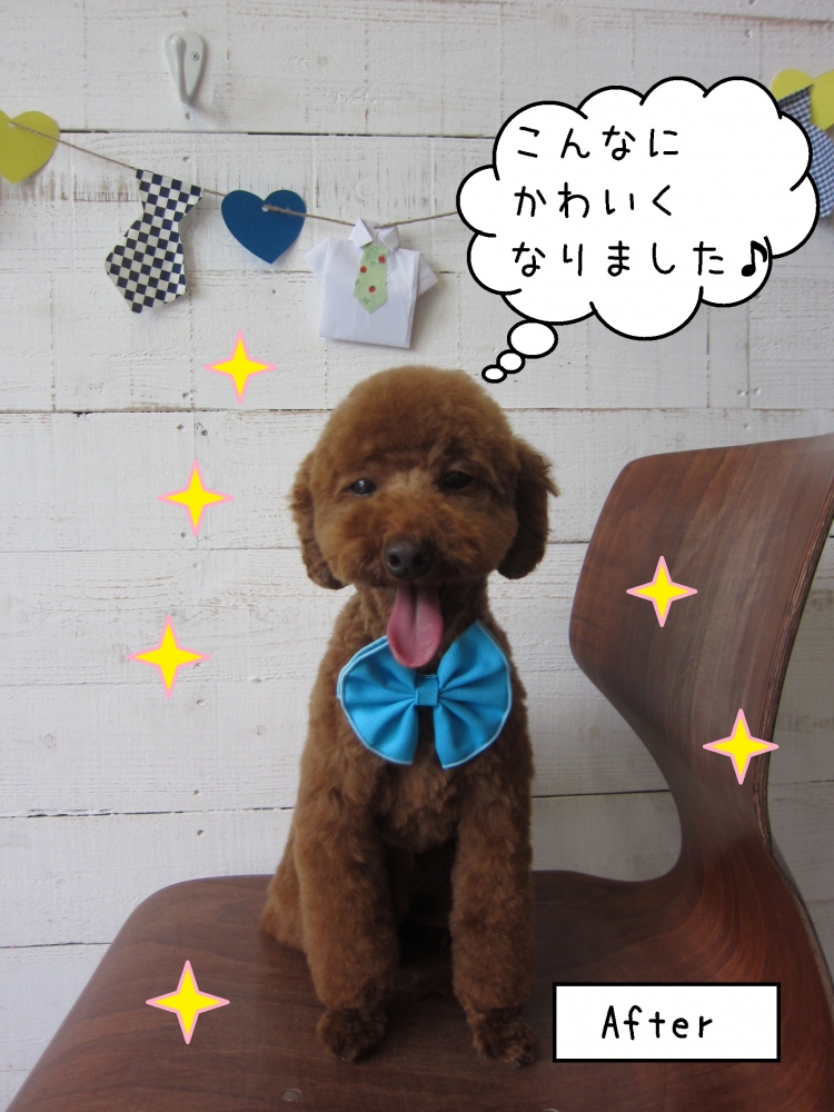 舌出しトイプードル