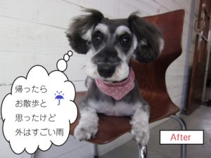 カット後Mシュナ