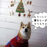 クリスマスのんびり柴犬