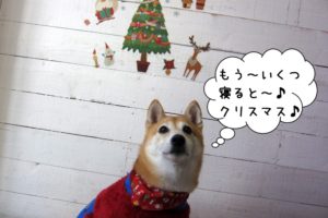 クリスマスのんびり柴犬