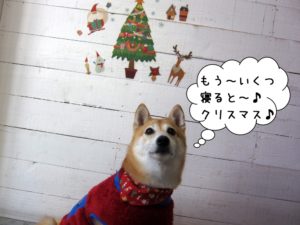 クリスマスのんびり柴犬
