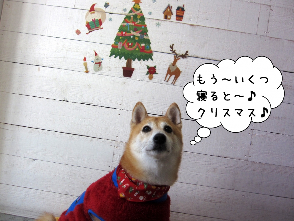 クリスマスのんびり柴犬