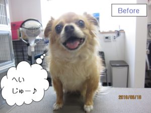 カット前チワワ