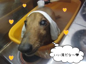 スパ中ミニチュアダックス