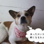 くつろぎミックス