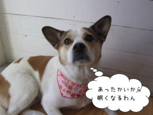 くつろぎミックス