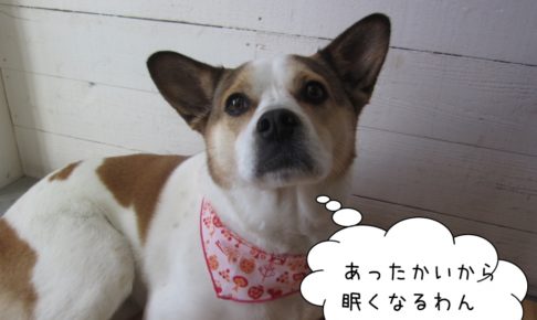 くつろぎミックス