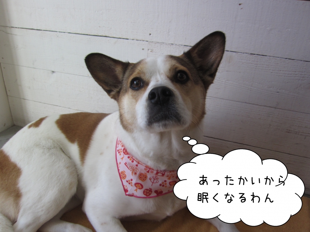 くつろぎミックス