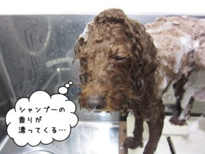 シャンプー中トイプードル