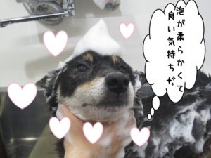 シャンプー中柴犬