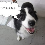 笑顔ボーダーコリー