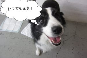 笑顔ボーダーコリー