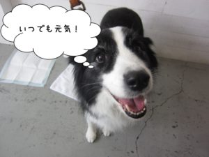 笑顔ボーダーコリー