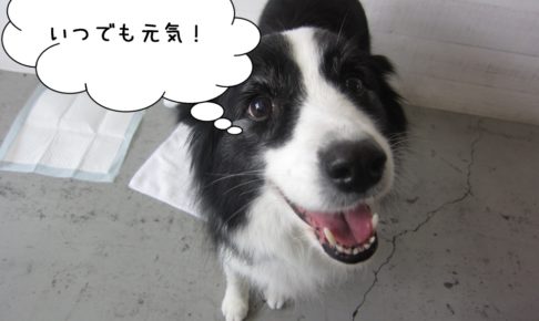 笑顔ボーダーコリー