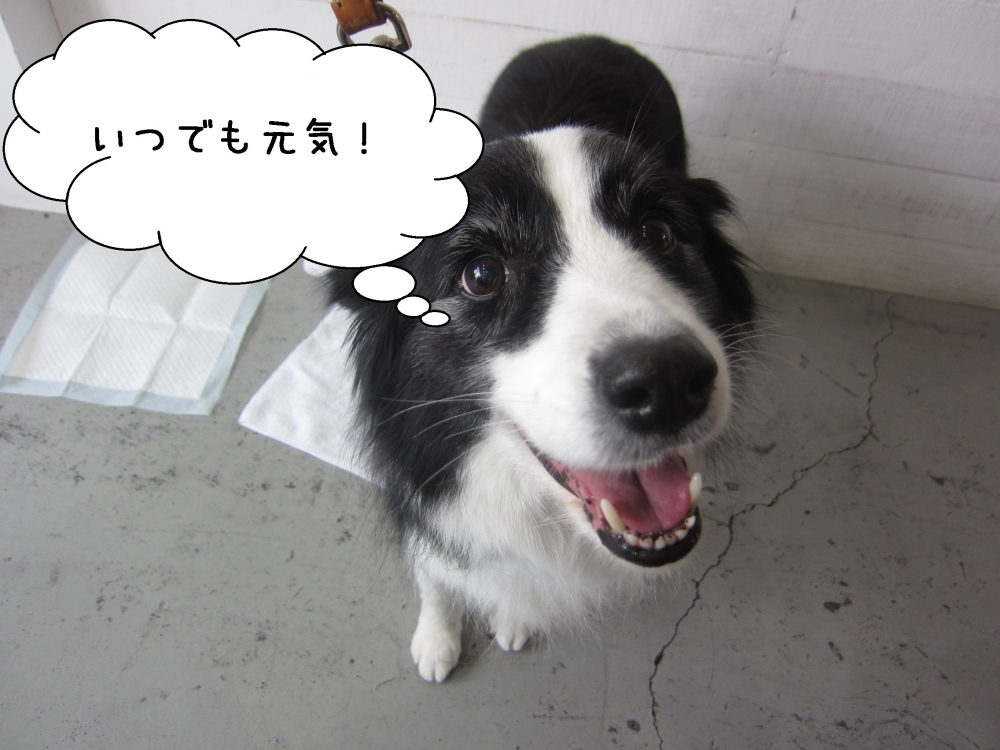 笑顔ボーダーコリー