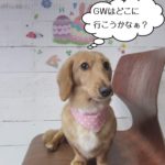 おすましミニチュアダックス