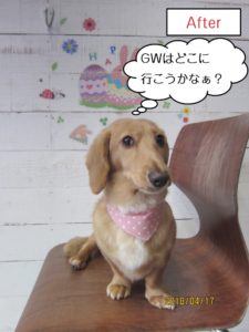 おすましミニチュアダックス