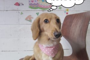 おすましミニチュアダックス