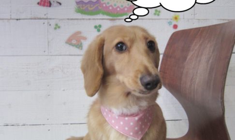 おすましミニチュアダックス