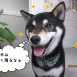 笑顔柴犬
