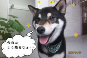 笑顔柴犬