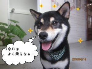 笑顔柴犬