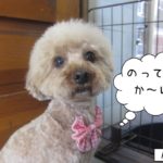 おすましトイプードル