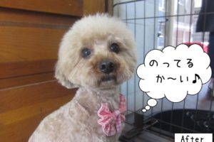 おすましトイプードル