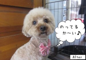 おすましトイプードル