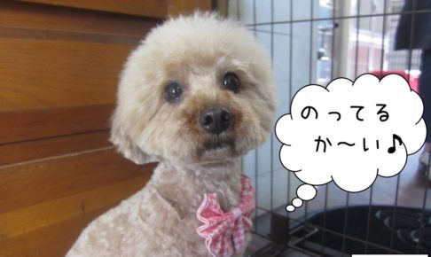 おすましトイプードル