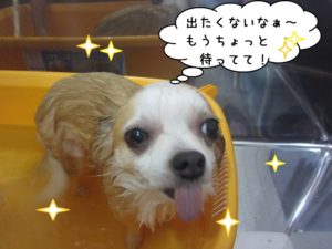 スパ中チワワ