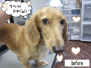 カット前ミニチュアダックス