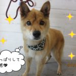 きょとん顔ミックス犬