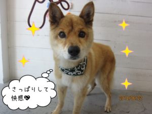 きょとん顔ミックス犬