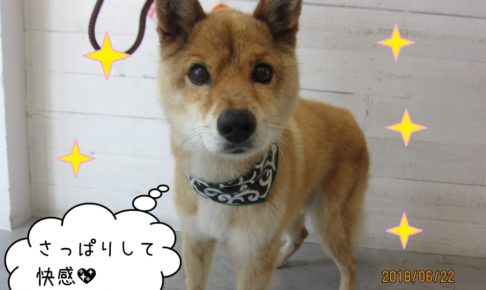 きょとん顔ミックス犬