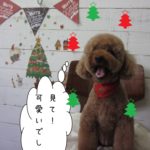 笑顔舌出しトイプードル