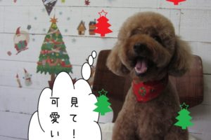 笑顔舌出しトイプードル