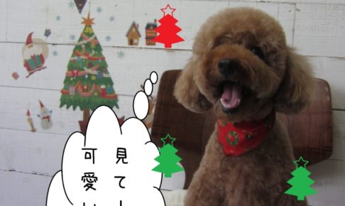 笑顔舌出しトイプードル