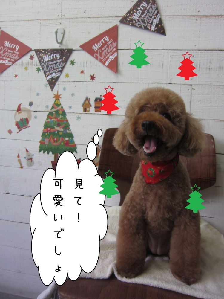 笑顔舌出しトイプードル